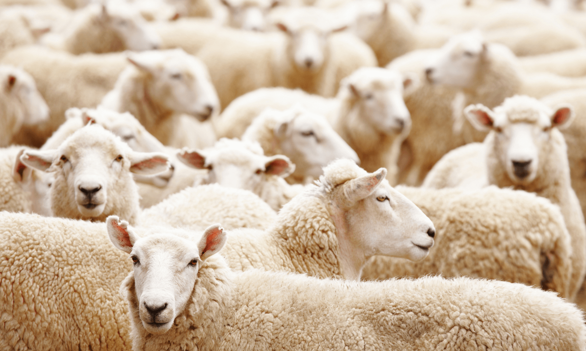 Wool is The New Black: Utenos Trikotažas’ Journey of Crafting Woolen Luxury